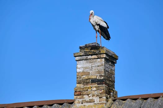 A stork sits on the roof of an old house. Selects a place to build a nest.