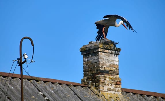 A stork sits on the roof of an old house. Selects a place to build a nest.