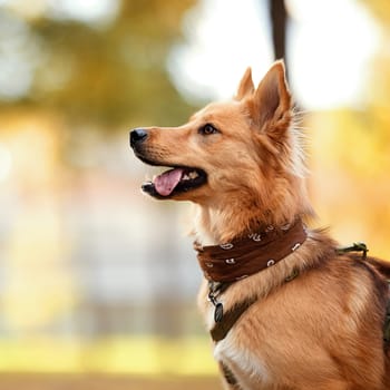 Portrait of Beautiful dog with a colored bandana around his neck. Dog posing as a model. A cute dog with a bandana around his neck sits on a blurred background. Dog is waiting for the owner in a park.