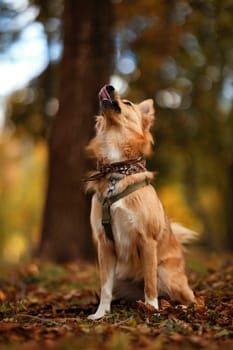 Portrait of Beautiful dog with a colored bandana around his neck. Dog posing as a model. A cute dog with a bandana around his neck sits on a blurred background. Dog is waiting for the owner in a park.