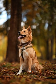 Portrait of Beautiful dog with a colored bandana around his neck. Dog posing as a model. A cute dog with a bandana around his neck sits on a blurred background. Dog is waiting for the owner in a park.