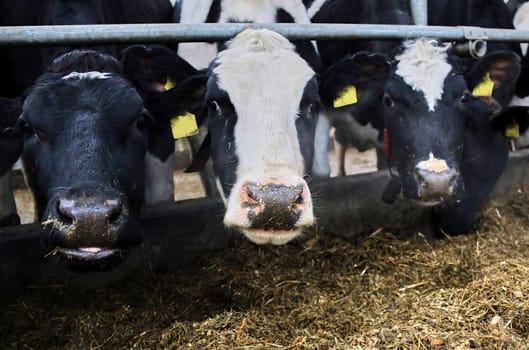 The head of a black and white cow in a paddock on a dairy farm, the cow eats hay.