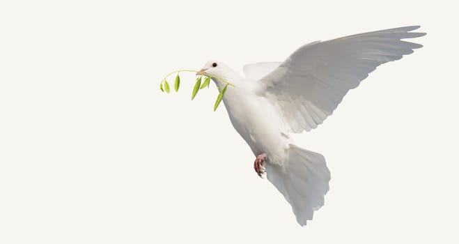 dove with olive branch isolated on white, religion, faith