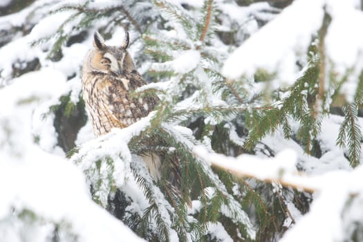 owl in a snowy forest looks away, new year, wildlife