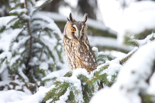 owl with wide open eyes in a snowy forest, new year, wildlife