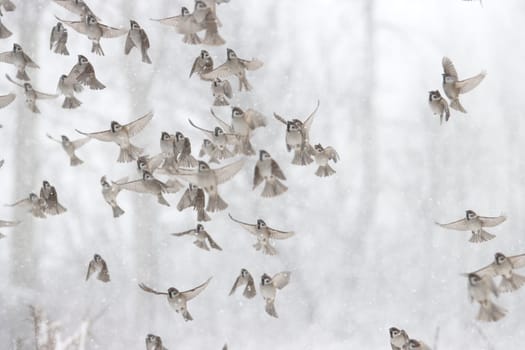 sparrows fly on a winter, snowy day, new year, wildlife