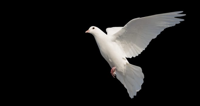 white dove isolated on black, religion, faith