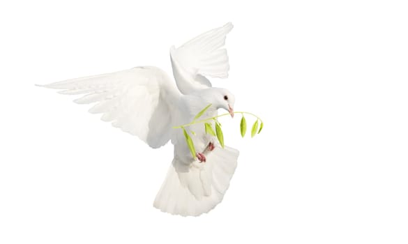 white dove with olive branch isolated on white, religion, faith