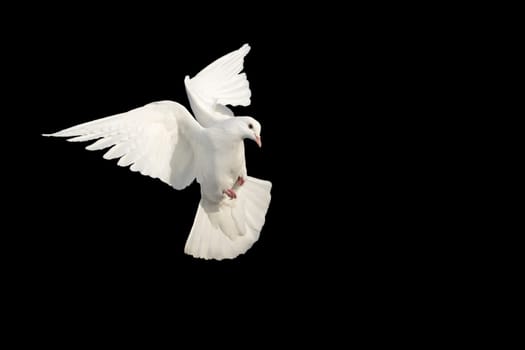white dove, bird of peace in flight on a black background, religion, faith
