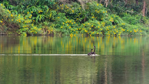 Black swan and its mate are swimming at the lake in Pang Ung national park of Mae Hong Son province, Thailand