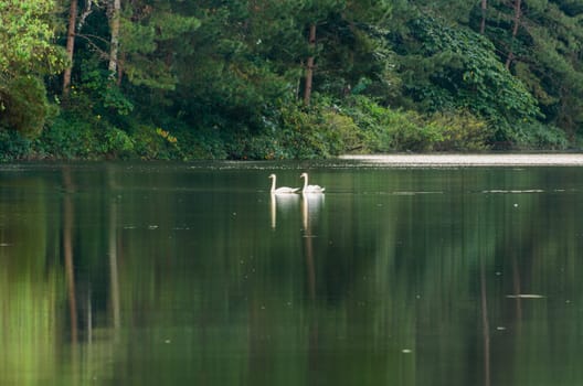 White swan and its mate are swimming at the lake in Pang Ung national park of Mae Hong Son province, Thailand, 9