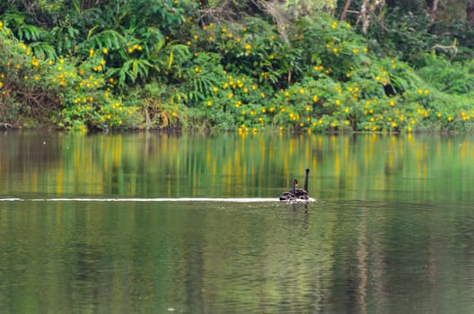 Black swan and its mate are swimming at the lake in Pang Ung national park of Mae Hong Son province, Thailand