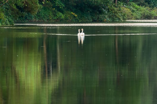White swan and its mate are swimming at the lake in Pang Ung national park of Mae Hong Son province, Thailand
