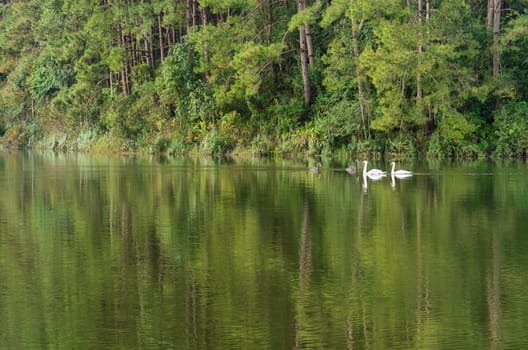 White swan and its mate are swimming at the lake in Pang Ung national park of Mae Hong Son province, Thailand