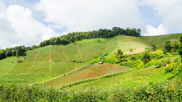 Agriculture on the hill of farmers in northern Thailand
