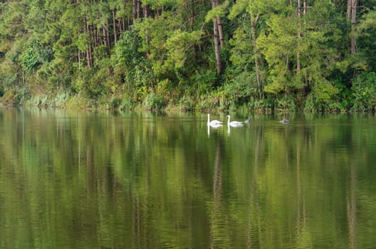 White swan and its mate are swimming at the lake in Pang Ung national park of Mae Hong Son province, Thailand
