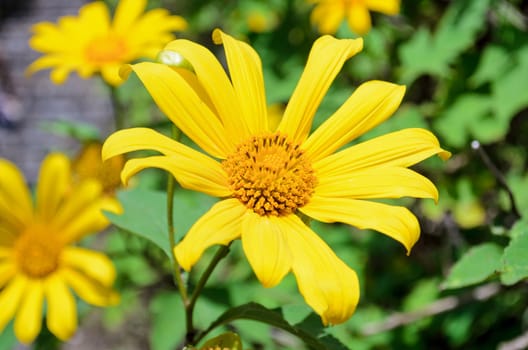 Mexican Sunflower Weed or Tithonia diversifolia, Flowers are bright yellow