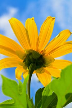 Close up Mexican Sunflower Weed or Tithonia diversifolia, Beautiful flowers are bright yellow on blue sky background