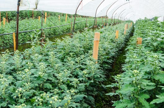Inside greenhouse of Chrysanthemum flowers farm on Doi Inthanon mountain in Chiang Mai province, Thailand.