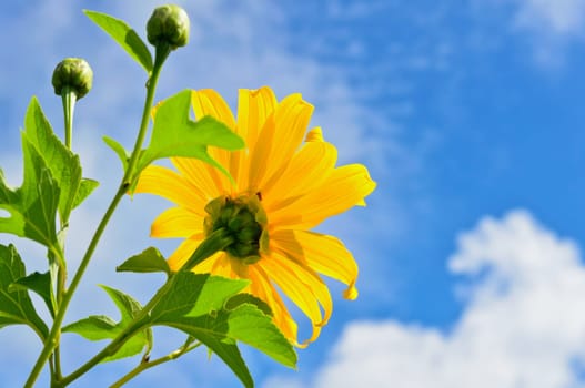 Mexican Sunflower Weed or Tithonia diversifolia, Flowers are bright yellow on blue sky background