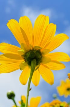 Close up Mexican Sunflower Weed or Tithonia diversifolia, Beautiful flowers are bright yellow on blue sky background