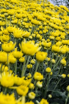 Close up yellow Chrysanthemum flowers in garden on Doi Inthanon mountain at Chiang Mai province of Thailand.