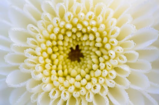 Close up white Chrysanthemum Morifolium flowers wet with morning dew