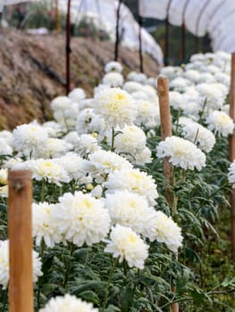 White Chrysanthemum Morifolium flowers garden on Doi Inthanon mountain in Chiang Mai province of Thailand.