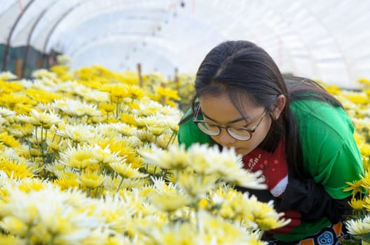 Girls enjoy the smell of Chrysanthemum flowers garden in the morning.