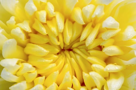 Close up middle of light yellow Chrysanthemum Morifolium flowers wet with morning dew
