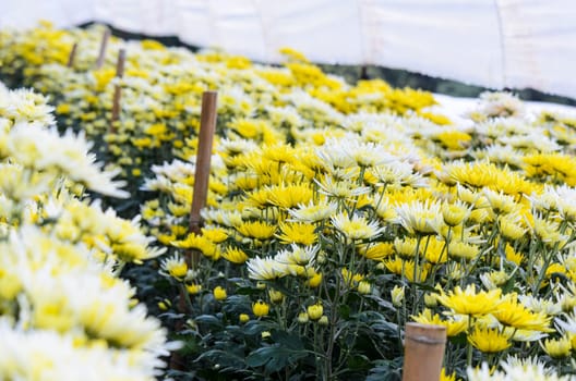 Chrysanthemum Morifolium flowers farm on Doi Inthanon mountain in Chiang Mai province of Thailand.