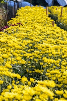 Inside greenhouse of yellow Chrysanthemum flowers farms on Doi Inthanon mountain in Chiang Mai province, Thailand.