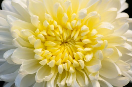Close up middle of light yellow Chrysanthemum Morifolium flowers wet with morning dew