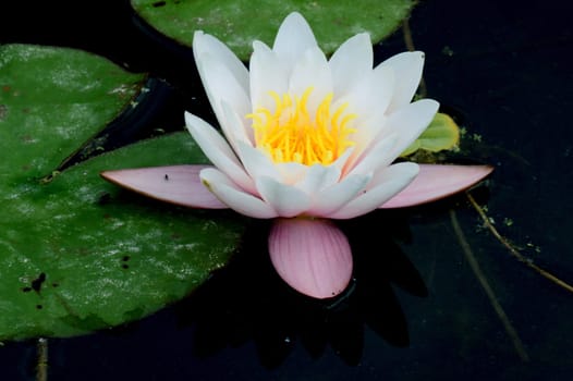 Water lily
