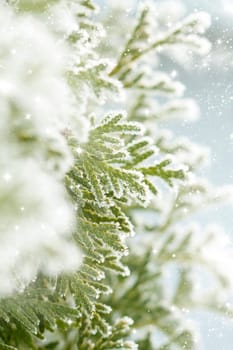 Close up on Christmas tree covered with snow