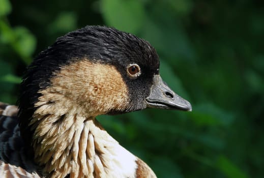 GoosePortrait