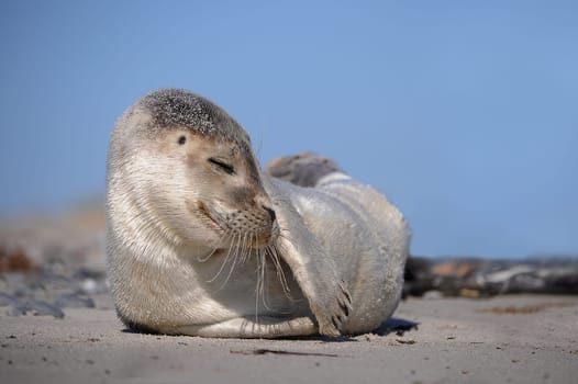 young seal
