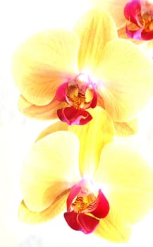 Orchid