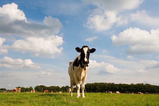 Dutch cow in the meadow.