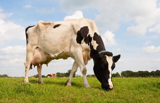 Dutch cow in the meadow.
