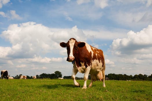 Dutch cow in the meadow.