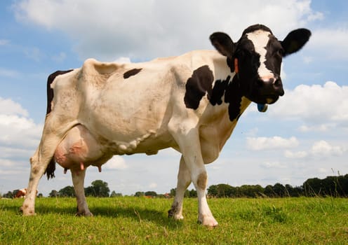 Dutch cow in the meadow.