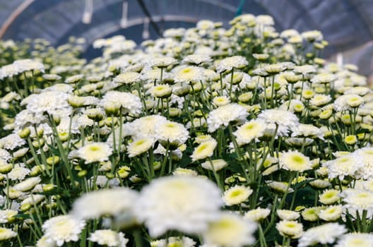 White Chrysanthemum Morifolium flowers garden on Doi Inthanon mountain in Chiang Mai province of Thailand.