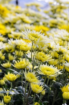 Chrysanthemum Morifolium flowers garden on Doi Inthanon mountain in Chiang Mai province of Thailand.