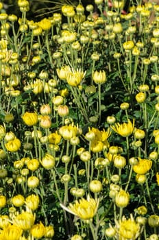 Buds of yellow Chrysanthemum Morifolium flowers at garden on Doi Inthanon mountain in Chiang Mai province of Thailand.