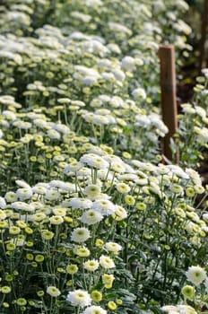 Inside greenhouse of white Chrysanthemum Morifolium flowers farms on Doi Inthanon mountain in Chiang Mai province of Thailand.