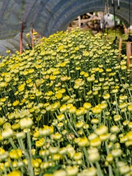 Buds of yellow Chrysanthemum Morifolium flowers at garden on Doi Inthanon mountain in Chiang Mai province of Thailand.