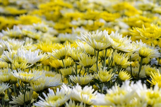 Chrysanthemum Morifolium flowers garden on Doi Inthanon mountain in Chiang Mai province of Thailand.