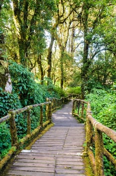 Pathway in the forest made of wooden on Doi Inthanon mountain at Chiang Mai province, Thailand