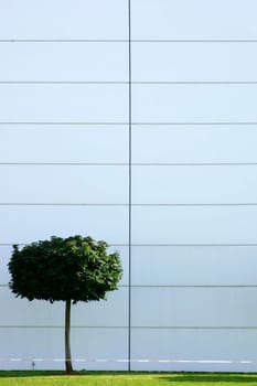 The photograph of a spherical ornamental tree in front of a modern building with a tin facade.